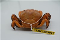 藏品(硬毛假方蟹)的圖片